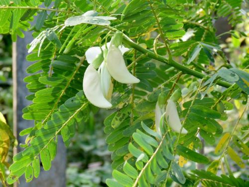 Sesbania Grandiflora Plant