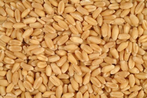 Wheat Seeds