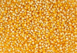 Yellow maize seeds, Country of Origin : India