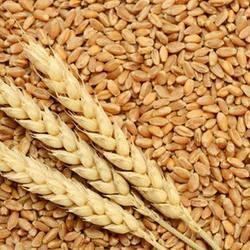 Wheat Seeds