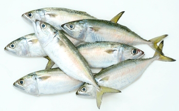 Indian Mackerel Fish