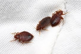 Bed Bugs Control Services