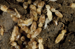 Termite Control Services