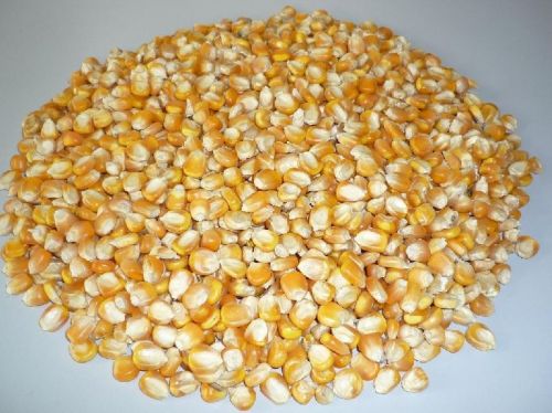 Yellow maize seeds Form : Seeds