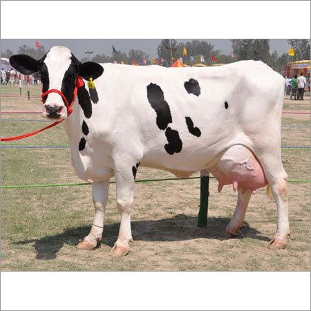 Holstein Friesian Cow, For Dairy Use, Farming Use, Color : White