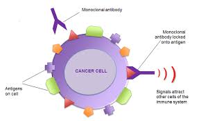 Monoclonal Antibodies