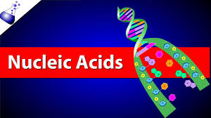 Nucleic Acids