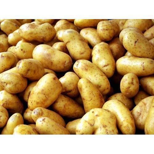 Fresh Potato, Packaging Type : Jute Bag