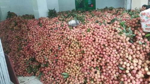 High Quality Ginger - Vietnam, Brand Name : GreenExim