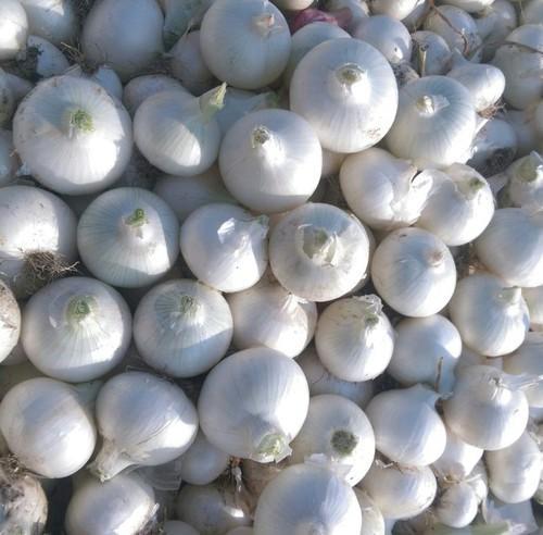 Fresh White Onion, Packaging Type : Mesh Bag