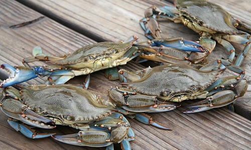 Fresh Crab