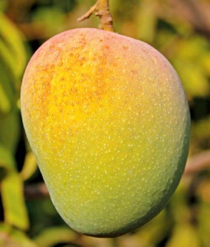 Devgad Mango