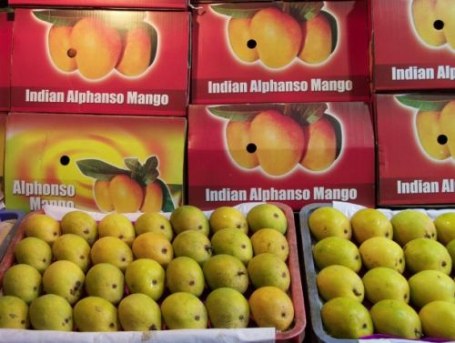 Light Yellow Common Indian Alphonso Mangoes, For Direct Consumption, Juice Making, Style : Fresh