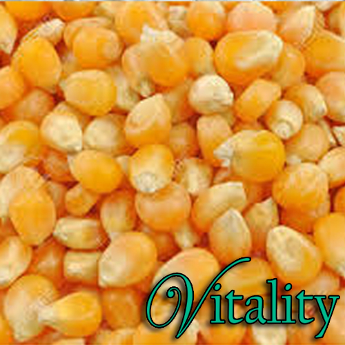 Common Yellow Maize, For Animal Food, Bio-fuel Application, Cattle Feed, Human Food, Making Popcorn