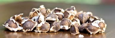 Moringa seeds, Purity : 99%