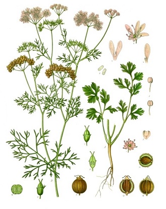 Coriander, Usage/Application : Curries,Pickles,Spice Blends