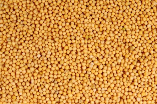 Mustard Seeds