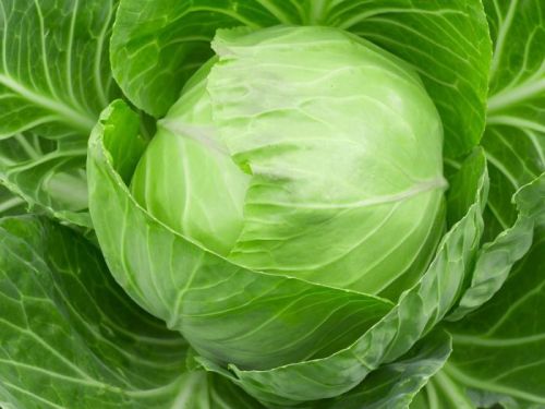 Fresh Cabbage, Color : Green