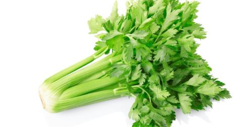 Fresh Celery, Feature : Full With Iron, Good For Health, High In Vitamin D, Nutritious, Protein