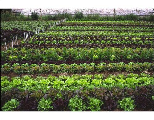 Vegetable Farming