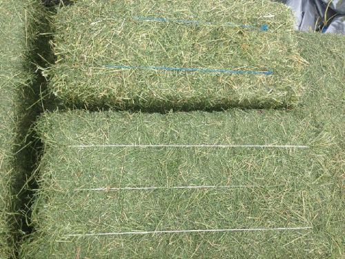 Alfalfa Hay, Application : Cattle Feed