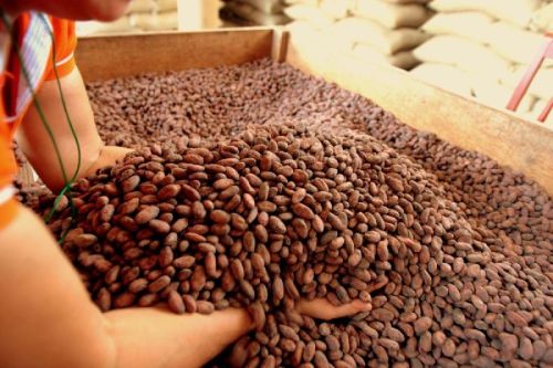 Cocoa beans, Packaging Type : Bags