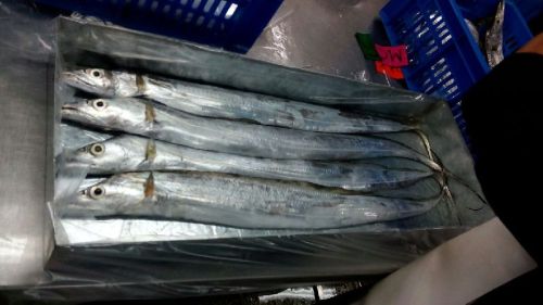 Ribbon fish, Variety : Ribbonfish, Packaging Type : boxes