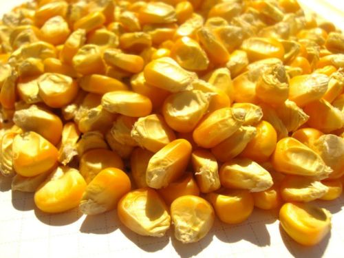 Yellow corn, Packaging Type : Bags