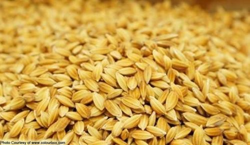 Rice Seed