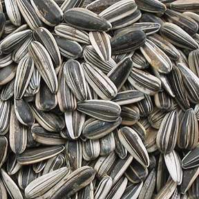 Sunflower seeds