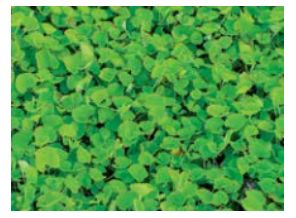 Brahmi Leaves