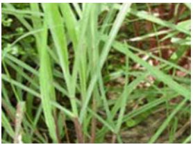 Citronella Essential Oil