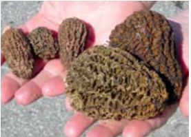 Guchi Chyau Wild Mushroom