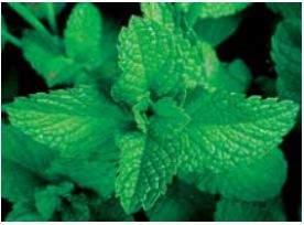 Mentha Essential Oil