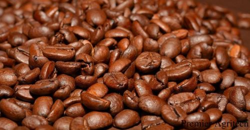 Coffee beans, Cultivation Type : Organic