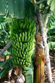 Fresh Green Banana