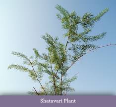 Organic Shatavari Plants, Grade : Medicinal