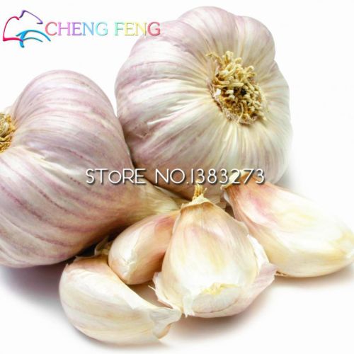 Garlic, Application : Snacks, Fast Food, Cooking