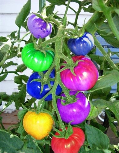 Rainbow Tomato