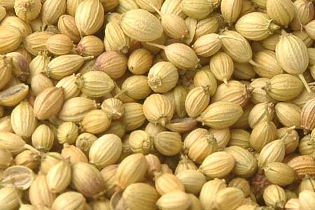 YMR Group Coriander Seeds, Packaging Type : 40 Kgs