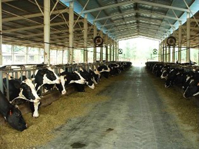 Dairy Consultancy Services