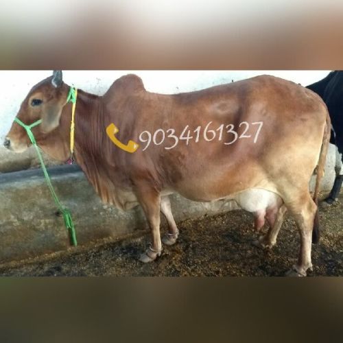 Pregnant Sahiwal Cow, For Dairy Use, Farming Use