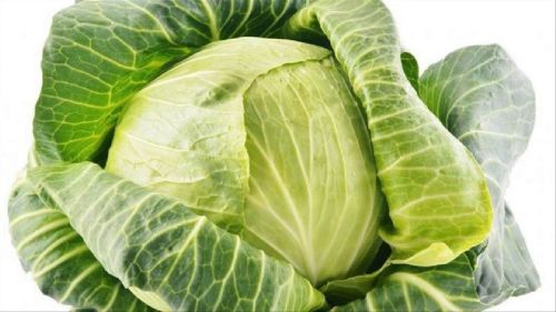 Fresh Cabbage, Shelf Life : 5-10days