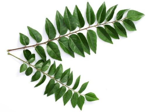 Organic Fresh Curry Leaves, Packaging Type : Plastic Box, Plastic Packet