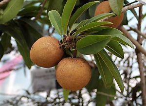 Organic Fresh Sapota, Packaging Type : Net Bag, Plastic Bag