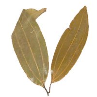 Dry Cinnamon Leaves