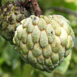 Custard apple