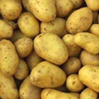Potato, Country of Origin : India