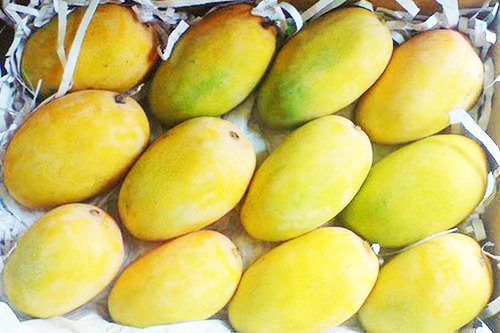 Gujrat Kesar Mangoes, Packaging Type : Wooden Crate