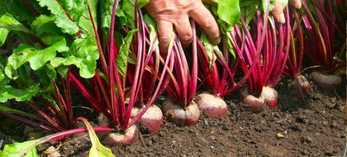 Fresh Beetroot